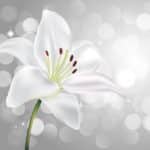 Radiant Purity