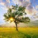 God is in Everything